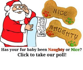 naughty or nice poll